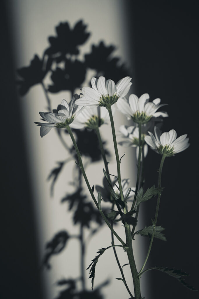 RIV edward olive flores madrid